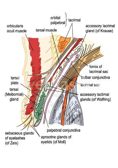 An anatomical diagram showing the structure of the human heart, including labeled parts such as the left atrium, right atrium, left ventricle, and right ventricle.