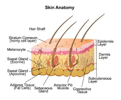 Anatomy Image showing detailed skin layers with labels and descriptions